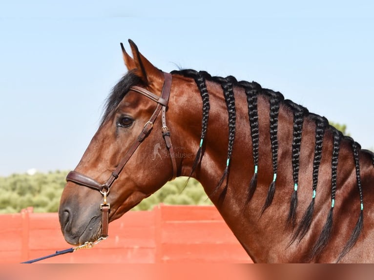 PRE Mix Hengst 4 Jahre 161 cm Brauner in Provinz Cordoba