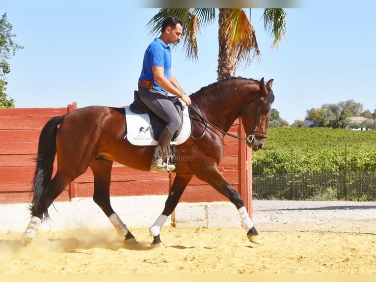 PRE Mix Hengst 4 Jahre 161 cm Brauner in Provinz Cordoba
