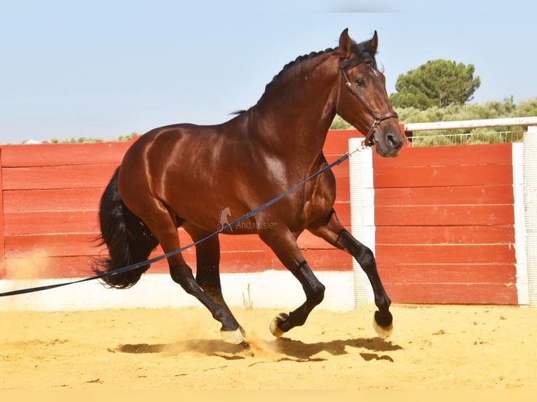 PRE Mix Hengst 4 Jahre 161 cm Brauner in Provinz Cordoba