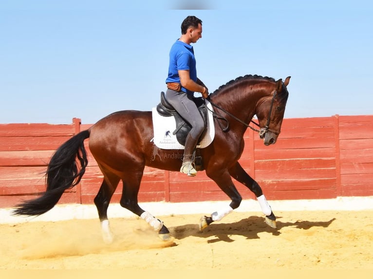 PRE Mix Hengst 4 Jahre 161 cm Brauner in Provinz Cordoba