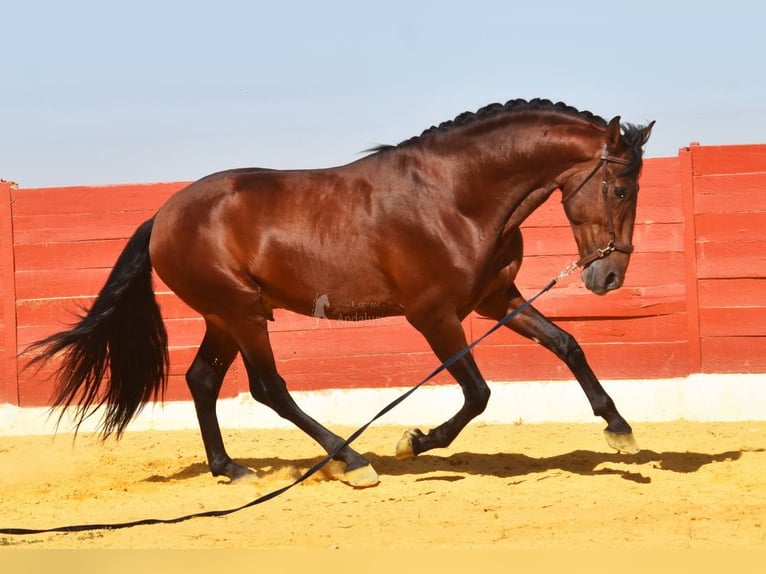 PRE Mix Hengst 4 Jahre 161 cm Brauner in Provinz Cordoba