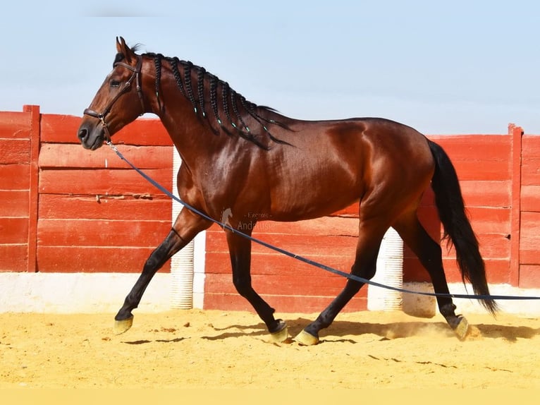 PRE Mix Hengst 4 Jahre 161 cm Brauner in Provinz Cordoba