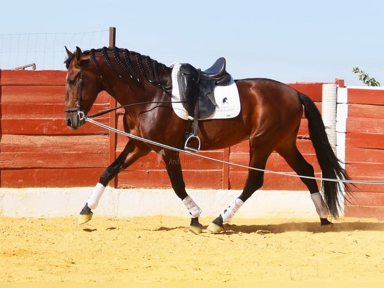 PRE Mix Hengst 4 Jahre 161 cm Brauner in Provinz Cordoba