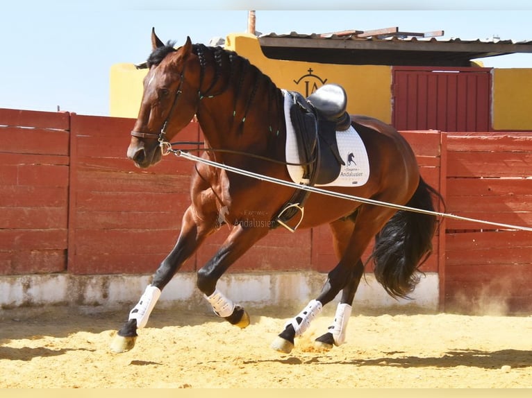 PRE Mix Hengst 4 Jahre 161 cm Brauner in Provinz Cordoba