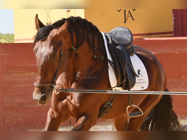 PRE Mix Hengst 4 Jahre 161 cm Brauner in Provinz Cordoba