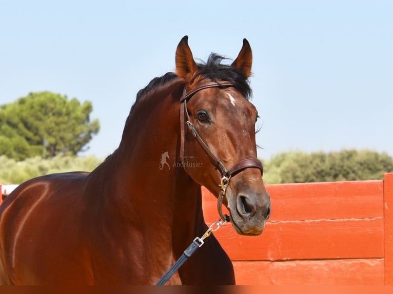 PRE Mix Hengst 4 Jahre 161 cm Brauner in Provinz Cordoba