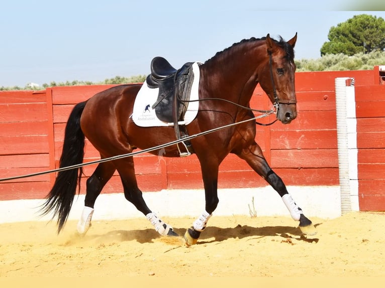 PRE Mix Hengst 4 Jahre 161 cm Brauner in Provinz Cordoba