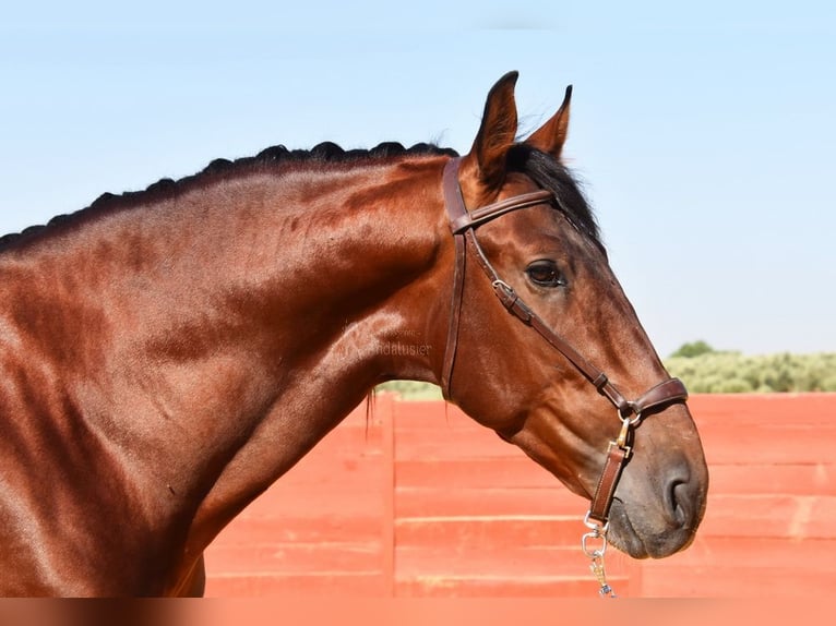 PRE Mix Hengst 4 Jahre 161 cm Brauner in Provinz Cordoba