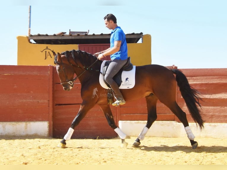 PRE Mix Hengst 4 Jahre 161 cm Brauner in Provinz Cordoba