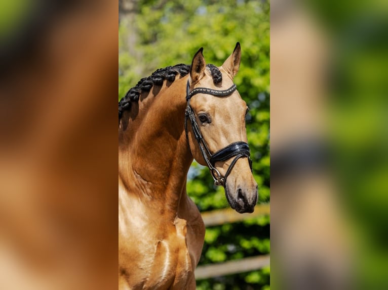 PRE Mix Hengst 4 Jahre 161 cm Buckskin in Sm