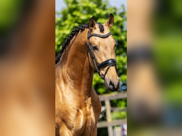 PRE Mix Hengst 4 Jahre 161 cm Buckskin in Sm