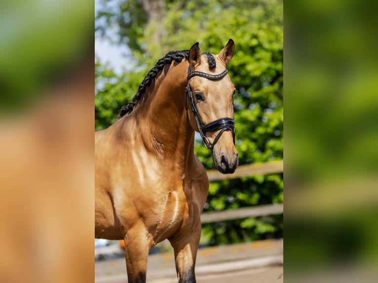 PRE Mix Hengst 4 Jahre 161 cm Buckskin in Sm