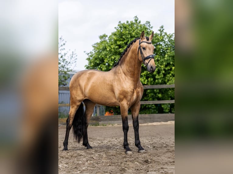 PRE Mix Hengst 4 Jahre 161 cm Buckskin in Sm