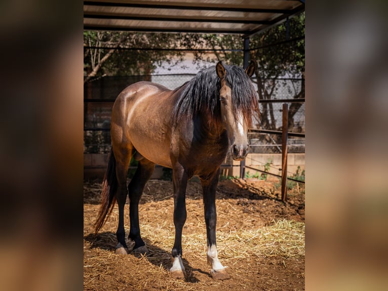 PRE Hengst 4 Jahre 161 cm Buckskin in Rafelguaraf