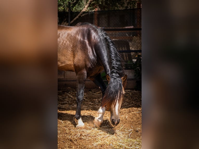 PRE Hengst 4 Jahre 161 cm Buckskin in Rafelguaraf