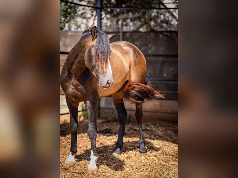 PRE Hengst 4 Jahre 161 cm Buckskin in Rafelguaraf