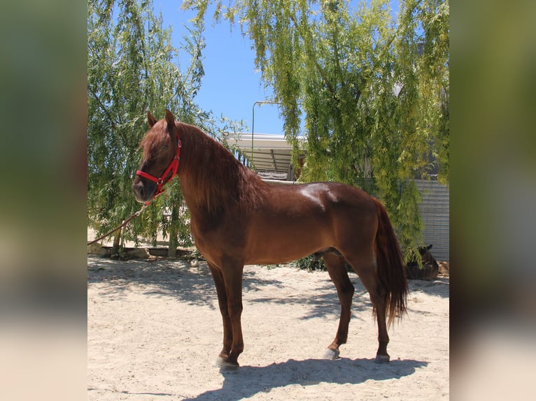 PRE Mix Hengst 4 Jahre 161 cm Fuchs in Vejer de la Frontera