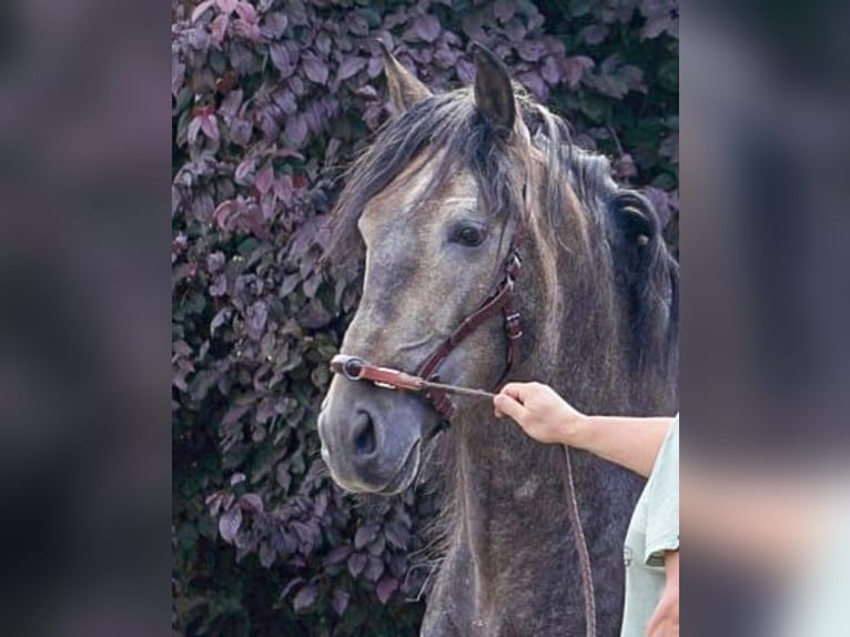 PRE Hengst 4 Jahre 161 cm Kann Schimmel werden in Polenz