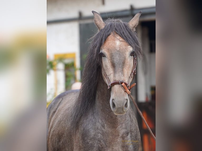 PRE Hengst 4 Jahre 161 cm Kann Schimmel werden in Polenz