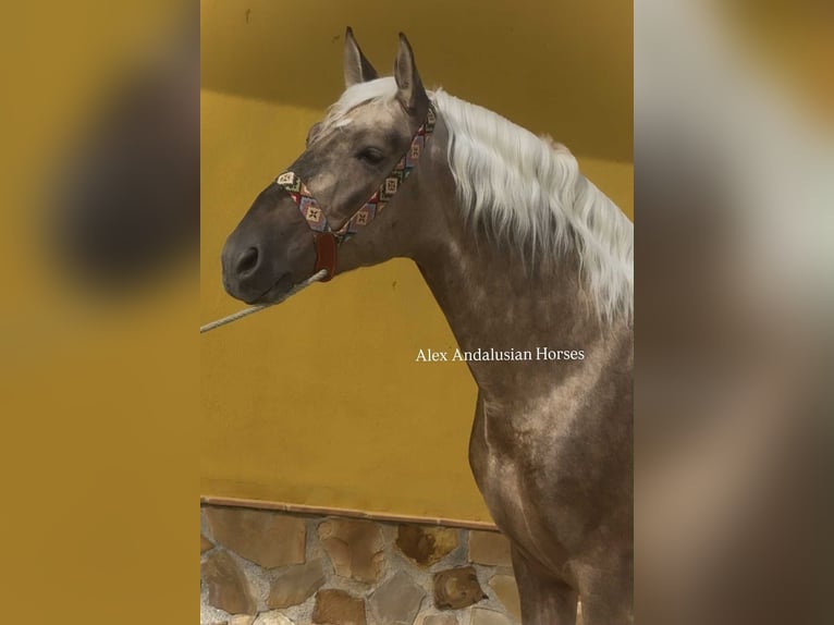 PRE Mix Hengst 4 Jahre 161 cm Palomino in Sevilla