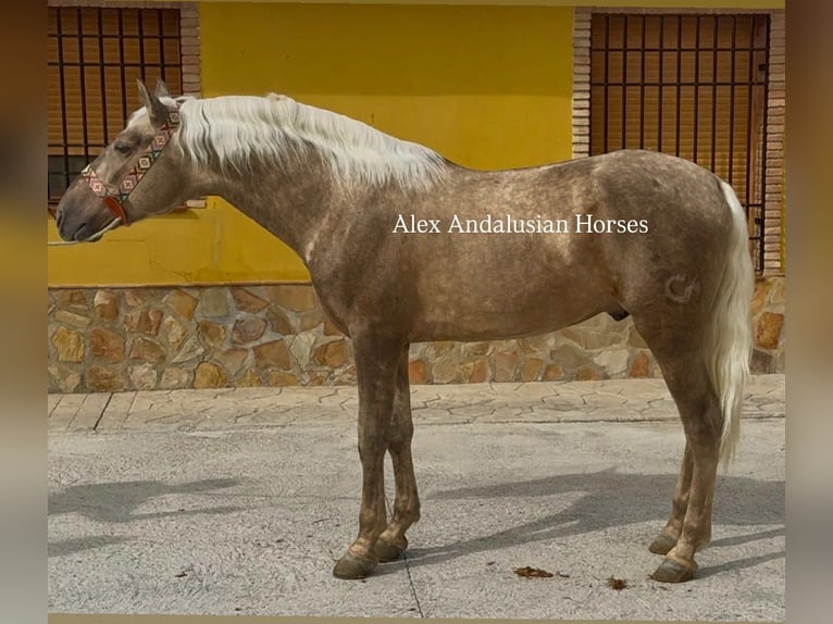 PRE Mix Hengst 4 Jahre 161 cm Palomino in Sevilla
