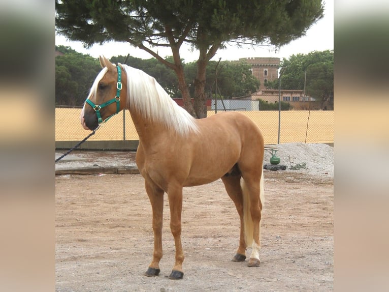 PRE Mix Hengst 4 Jahre 161 cm Palomino in Hamburg