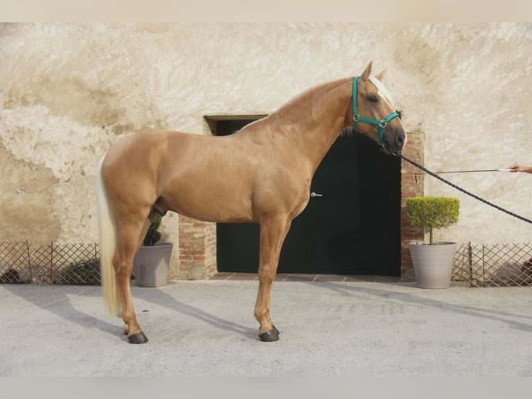 PRE Mix Hengst 4 Jahre 161 cm Palomino in Hamburg