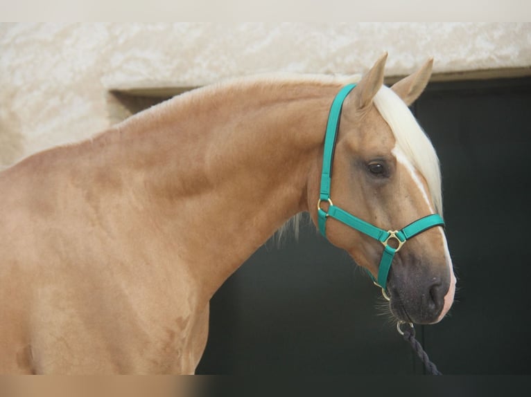 PRE Mix Hengst 4 Jahre 161 cm Palomino in Hamburg