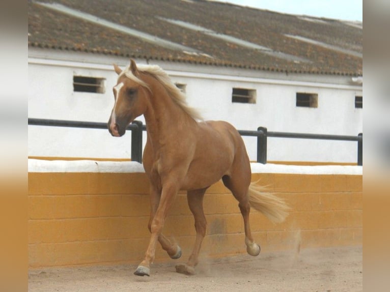 PRE Mix Hengst 4 Jahre 161 cm Palomino in Hamburg