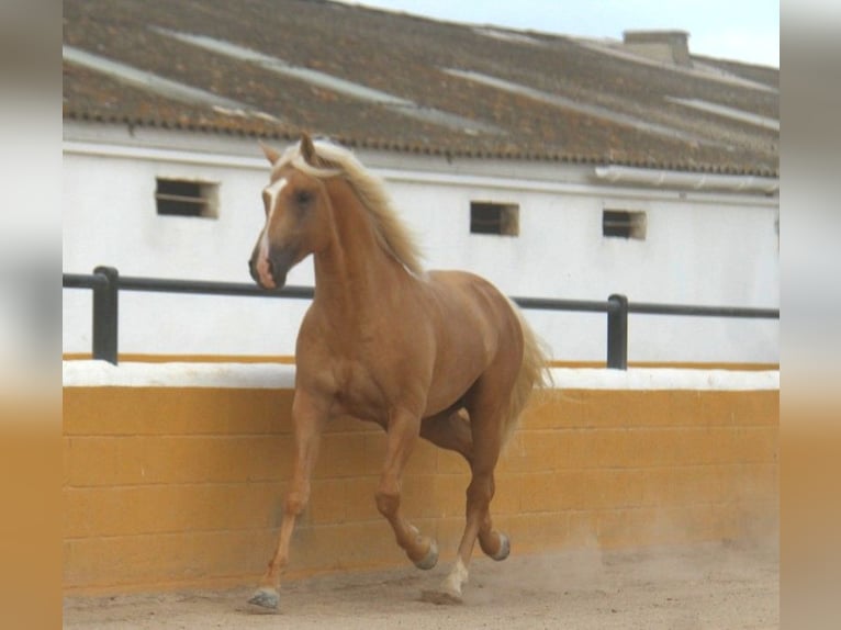 PRE Mix Hengst 4 Jahre 161 cm Palomino in Hamburg