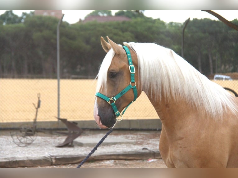 PRE Mix Hengst 4 Jahre 161 cm Palomino in Hamburg