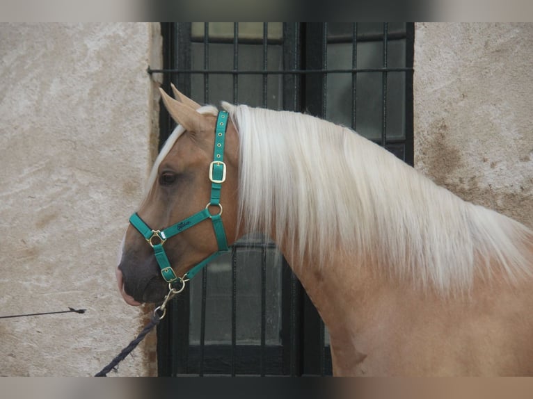 PRE Mix Hengst 4 Jahre 161 cm Palomino in Hamburg