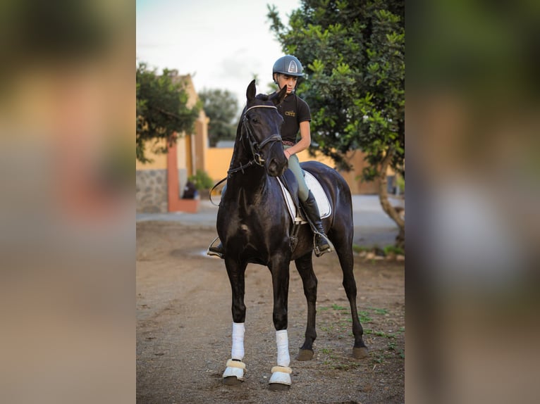 PRE Hengst 4 Jahre 161 cm Rappe in Valls