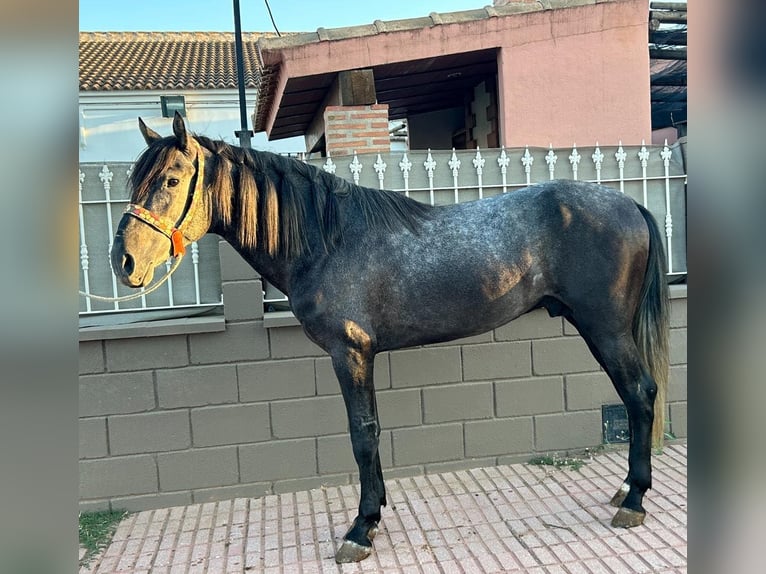 PRE Mix Hengst 4 Jahre 161 cm Schimmel in COEX