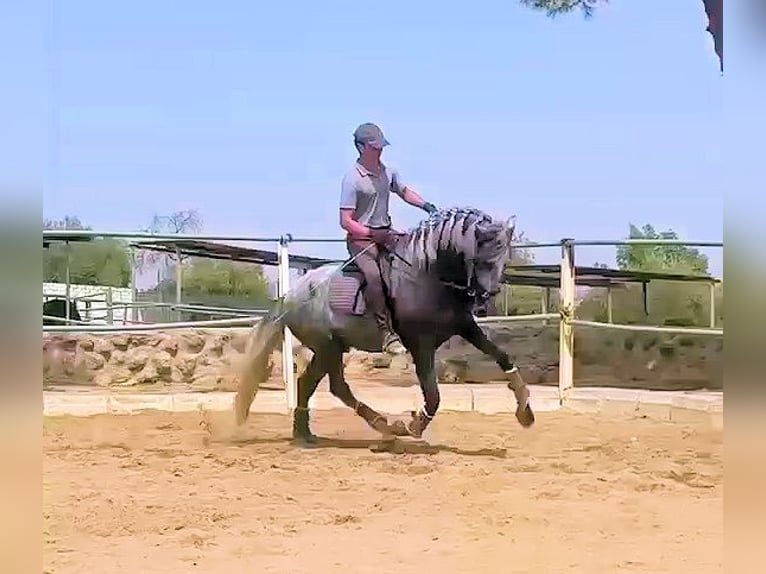PRE Hengst 4 Jahre 161 cm Schimmel in Jerez
