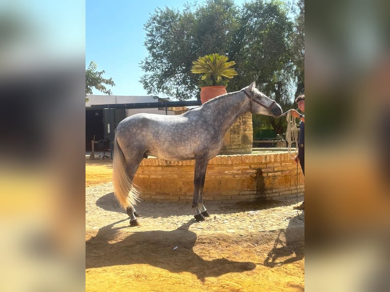 PRE Hengst 4 Jahre 161 cm Schimmel in Jerez