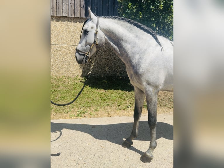 PRE Mix Hengst 4 Jahre 162 cm Apfelschimmel in Roeser
