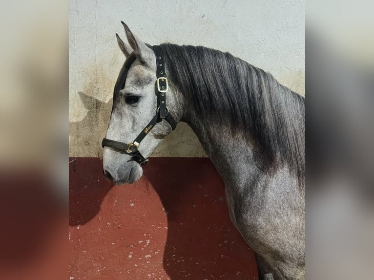 PRE Hengst 4 Jahre 162 cm Apfelschimmel in Sevilla