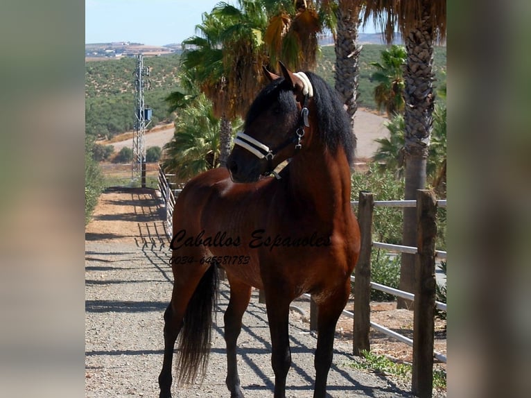 PRE Mix Hengst 4 Jahre 162 cm Brauner in vejer de la frontera