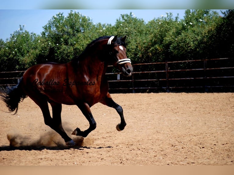 PRE Mix Hengst 4 Jahre 162 cm Brauner in vejer de la frontera