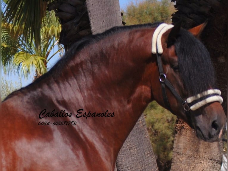 PRE Mix Hengst 4 Jahre 162 cm Brauner in vejer de la frontera