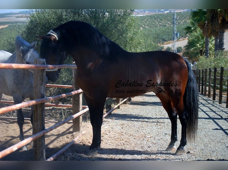 PRE Mix Hengst 4 Jahre 162 cm Brauner in vejer de la frontera