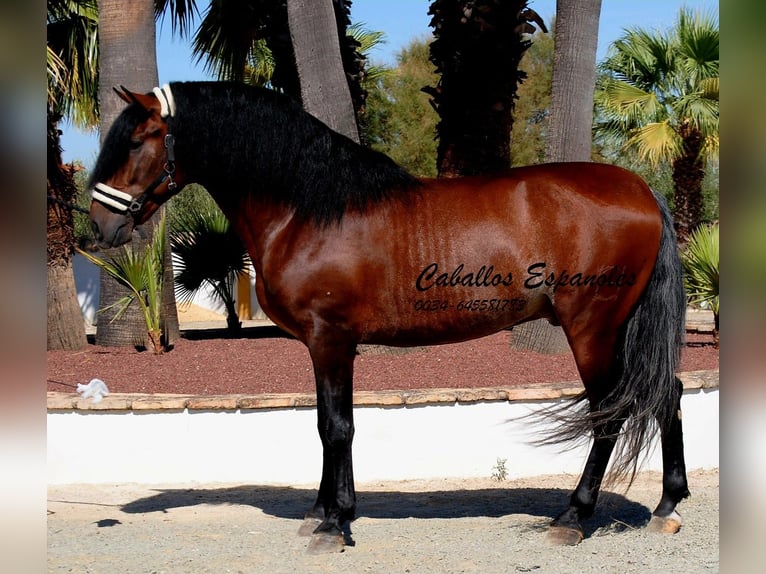 PRE Mix Hengst 4 Jahre 162 cm Brauner in vejer de la frontera