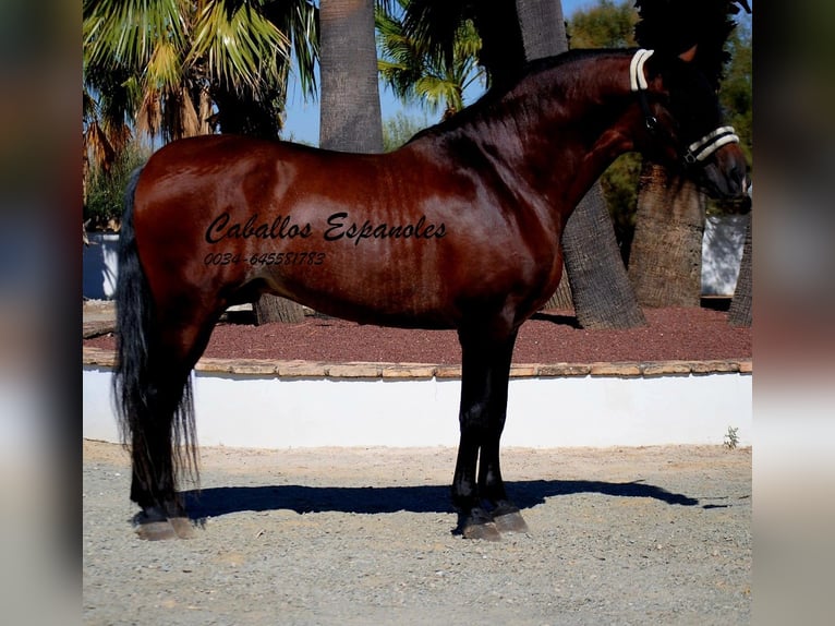 PRE Mix Hengst 4 Jahre 162 cm Brauner in vejer de la frontera
