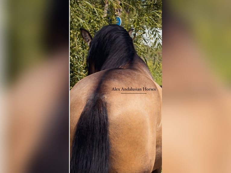 PRE Mix Hengst 4 Jahre 162 cm Buckskin in Sevilla