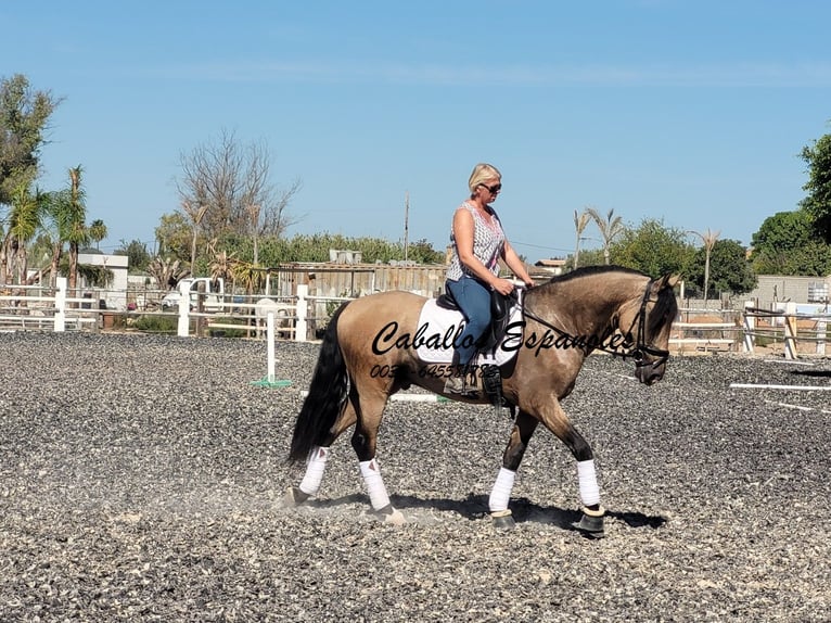 PRE Hengst 4 Jahre 162 cm Buckskin in Vejer de l Frontera