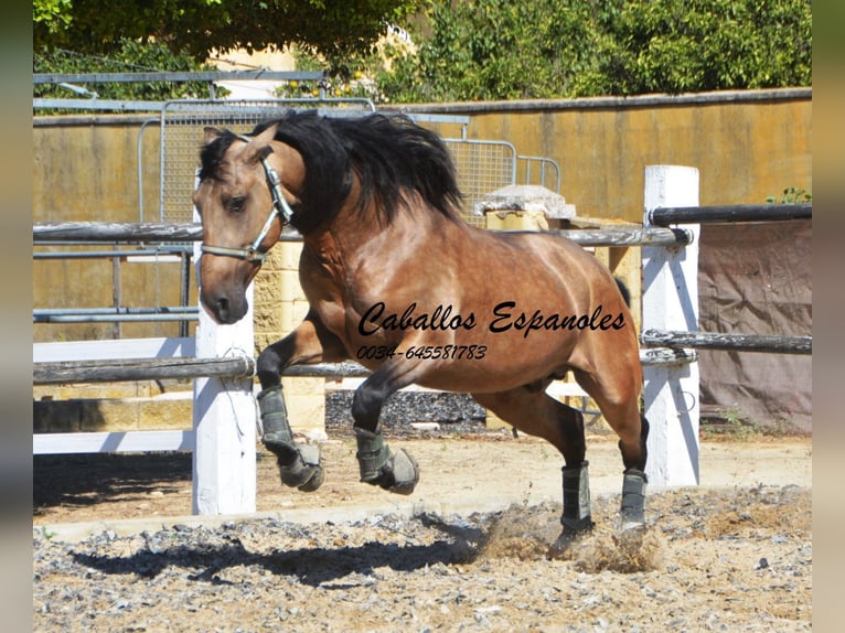 PRE Hengst 4 Jahre 162 cm Buckskin in Vejer de l Frontera