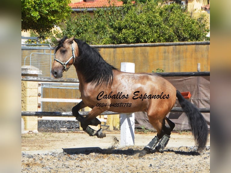 PRE Hengst 4 Jahre 162 cm Buckskin in Vejer de l Frontera