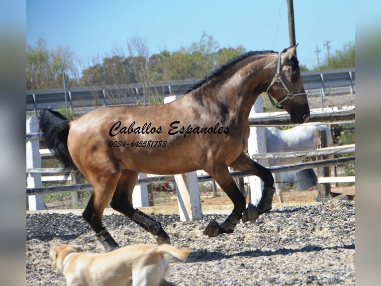 PRE Hengst 4 Jahre 162 cm Buckskin in Vejer de l Frontera