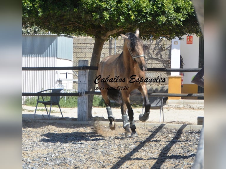 PRE Hengst 4 Jahre 162 cm Buckskin in Vejer de l Frontera